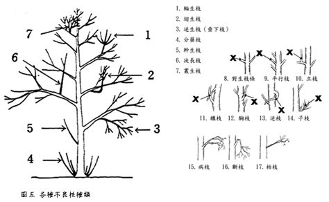 不良枝|正確修剪樹木方法，了解樹木修剪季節、需準備工具與修樹價格估。